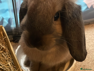 Mini Lop rabbits Meet Nyllah – Our Sweet Mini Lop Girl - Advert 1