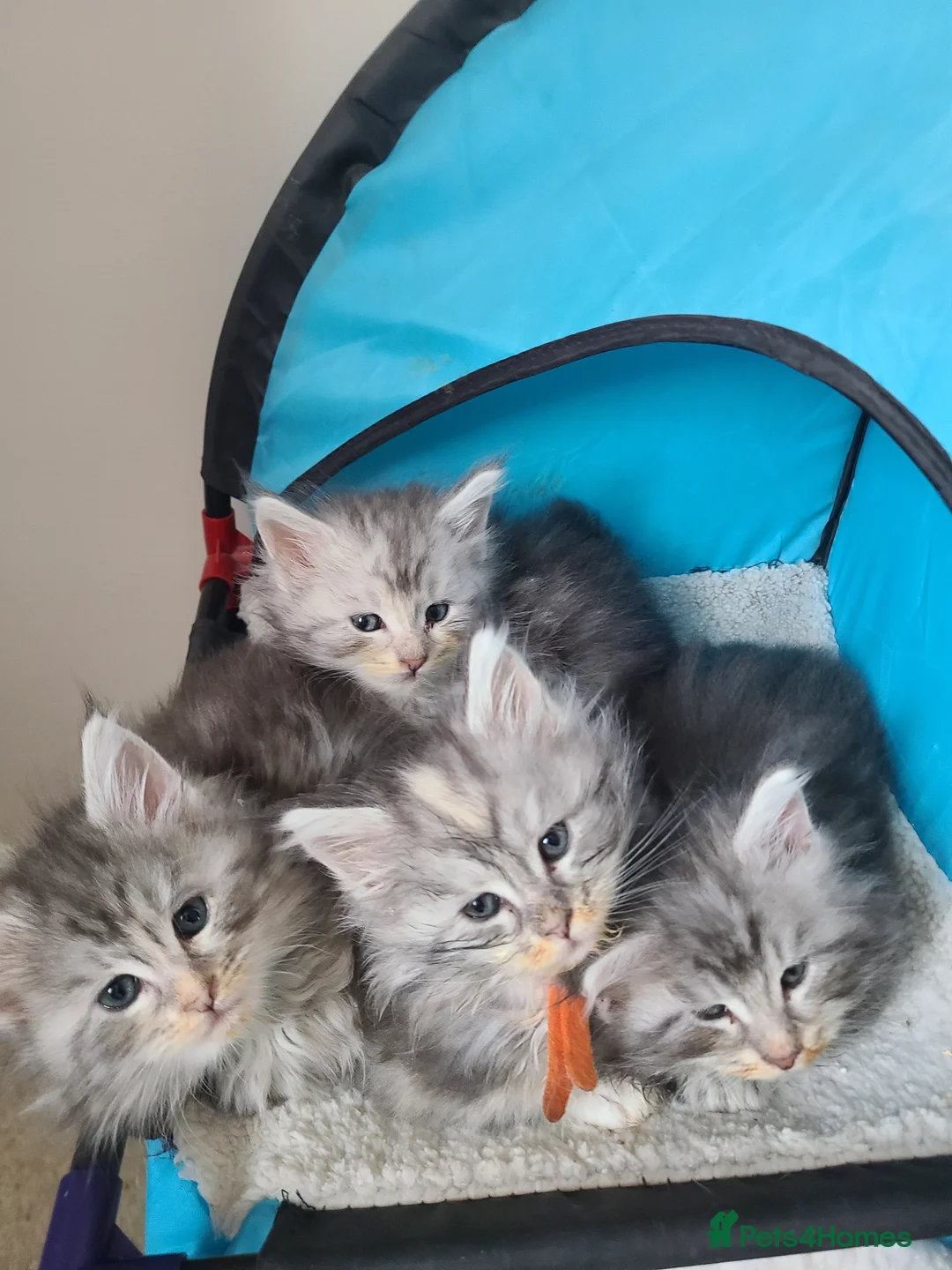Maine Coon cats for sale: 7 adorable pedigree maine coon kittens - Advert 1