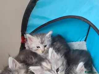 Maine Coon cats 7 adorable pedigree maine coon kittens - Advert 1