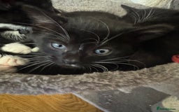 Mixed Breed cats for sale: Black and white kittens - Image 8