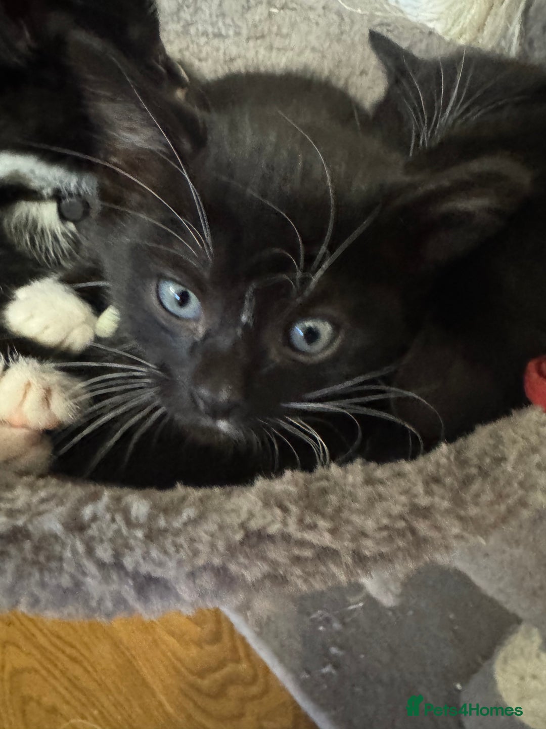 Mixed Breed cats for sale: Black and white kittens - Image 8