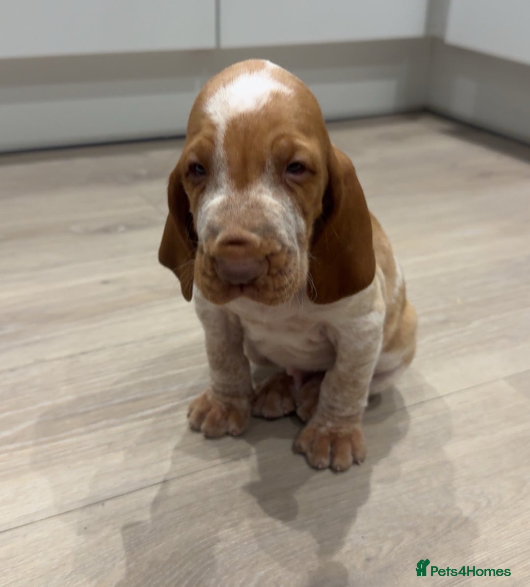 Bracco Italiano dogs for sale: KC TOP QUALITY BRACCO PUP AVAILABLE  - Advert 1