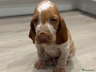 Bracco Italiano dogs KC TOP QUALITY BRACCO PUP AVAILABLE - Advert 10