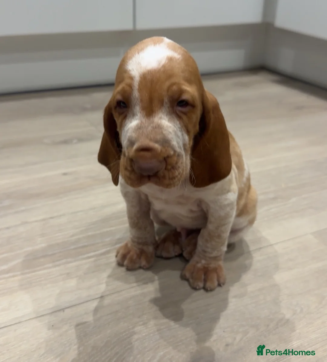 Bracco Italiano dogs for sale: KC TOP QUALITY BRACCO PUP AVAILABLE  - Advert 2