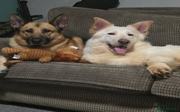 German Shepherd dogs for sale: German shepherd puppies  - Image 1