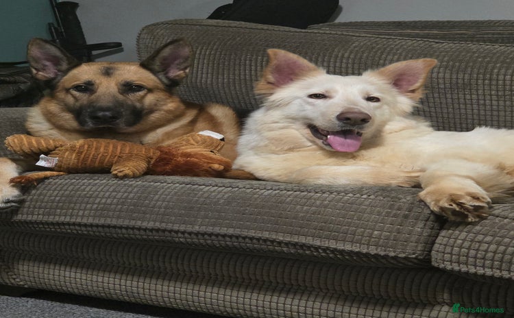 German Shepherd dogs - Advert 11