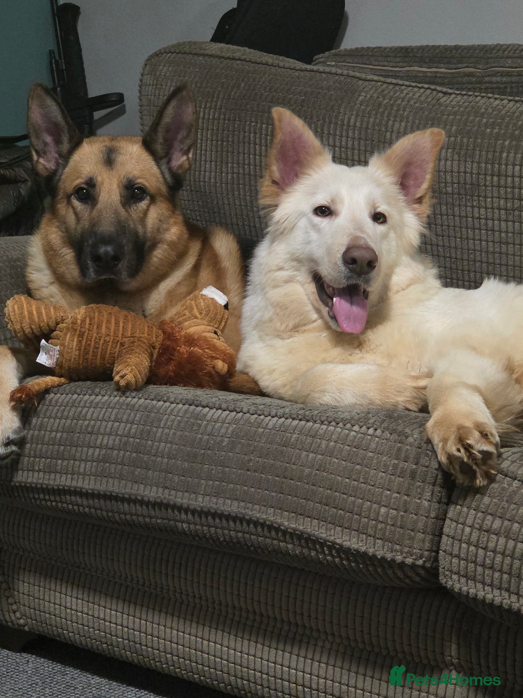 German Shepherd dogs for sale: German shepherd puppies  - Image 1