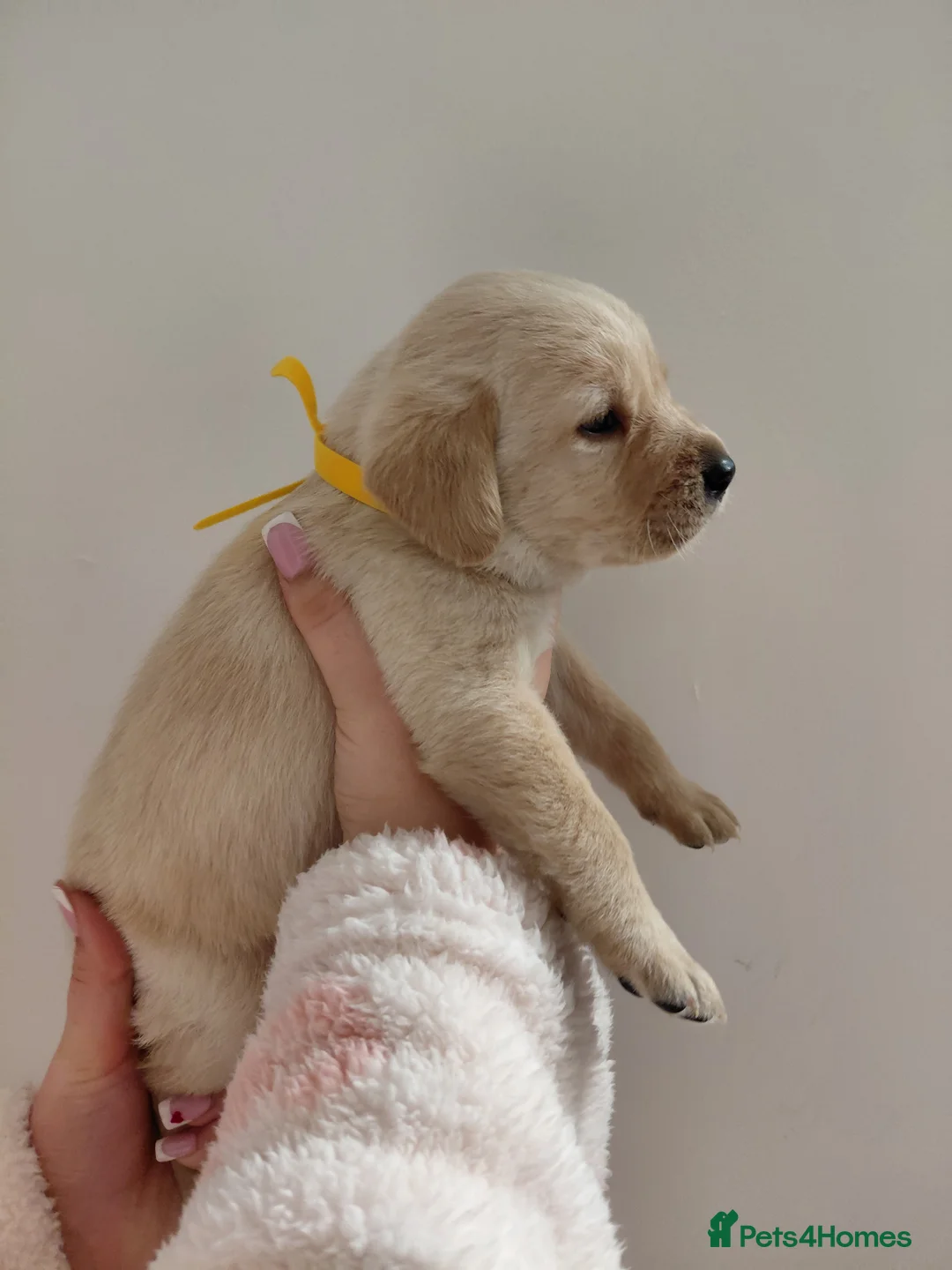 Labrador Retriever dogs for sale: Pure bred labrador puppies - Advert 22