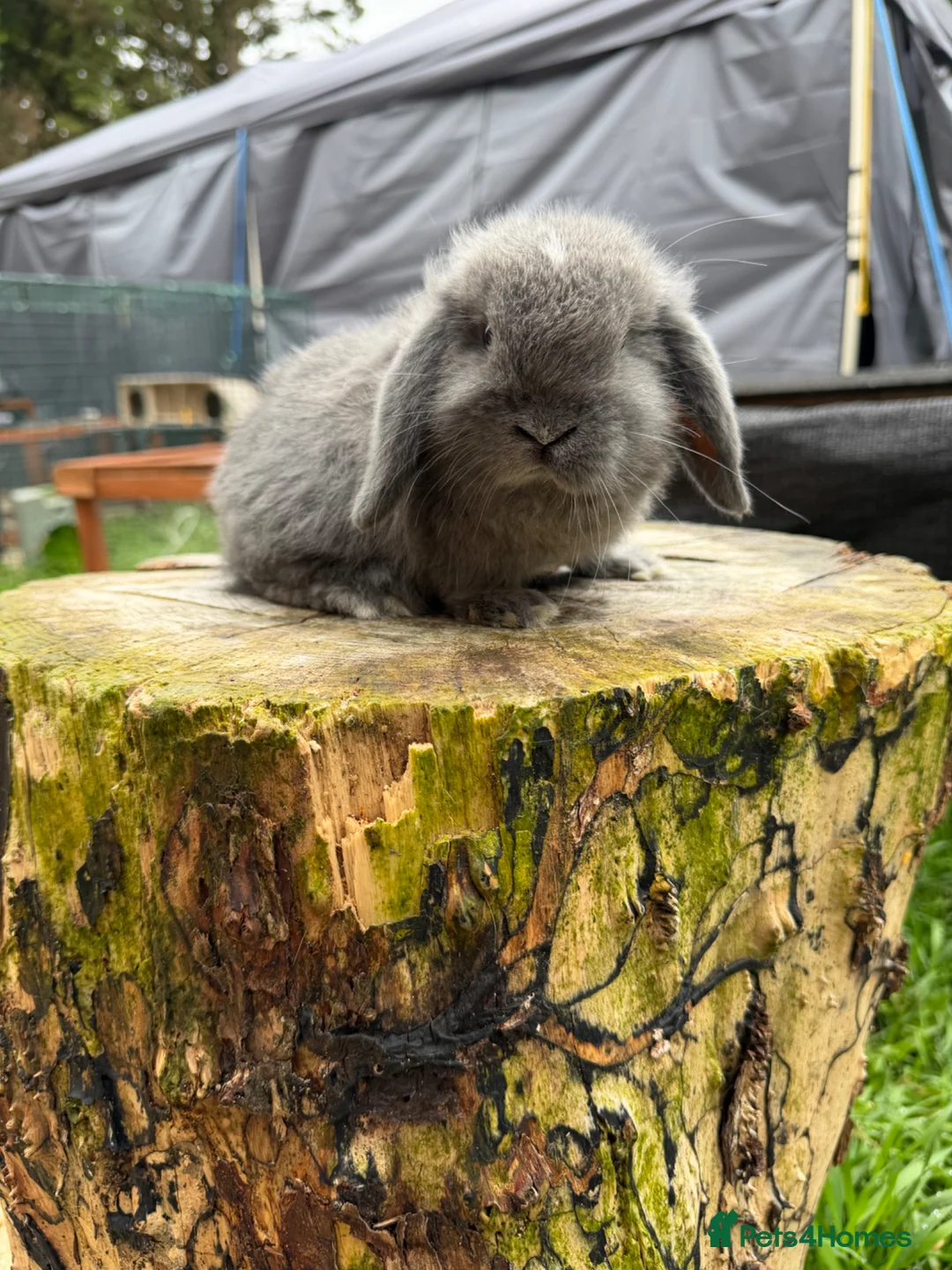 Mini Lop rabbits for sale: Mini Lop buck READY NOW  - Advert 2