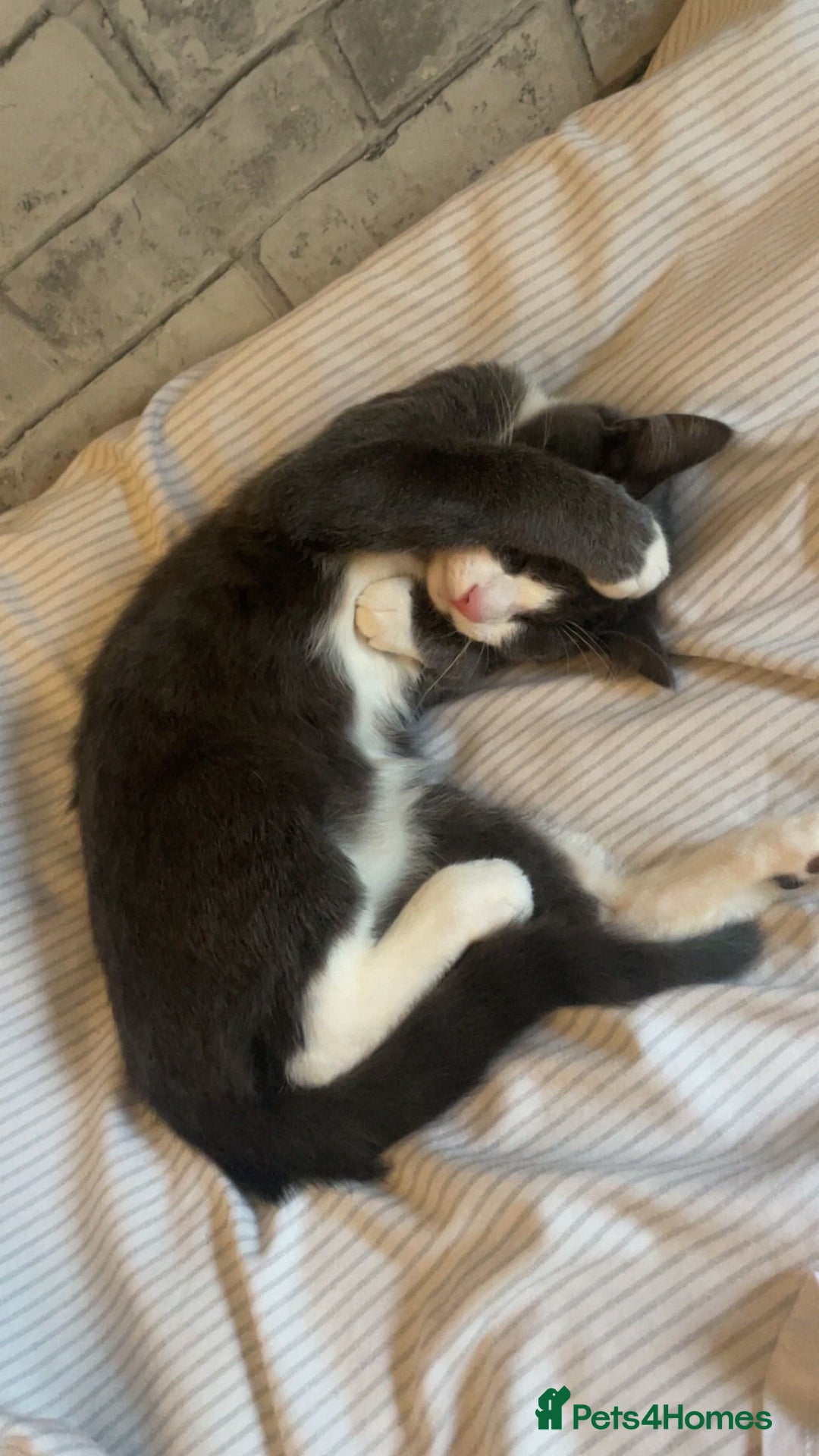 Mixed Breed cats for sale: - grey and white kitten - Advert 4