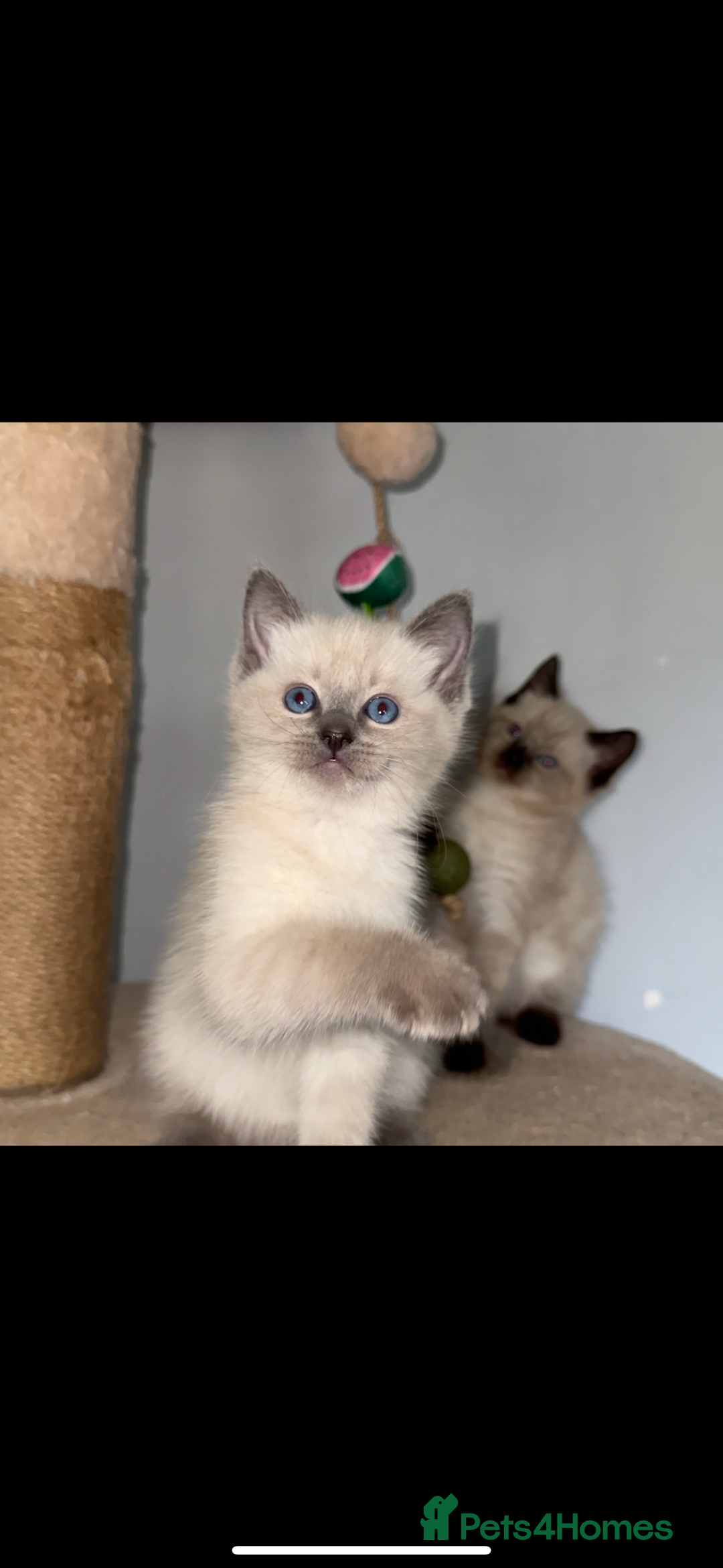 Ragdoll cats for sale: Gorgeous Ragdoll x British Shorthair Kittens  - Image 18