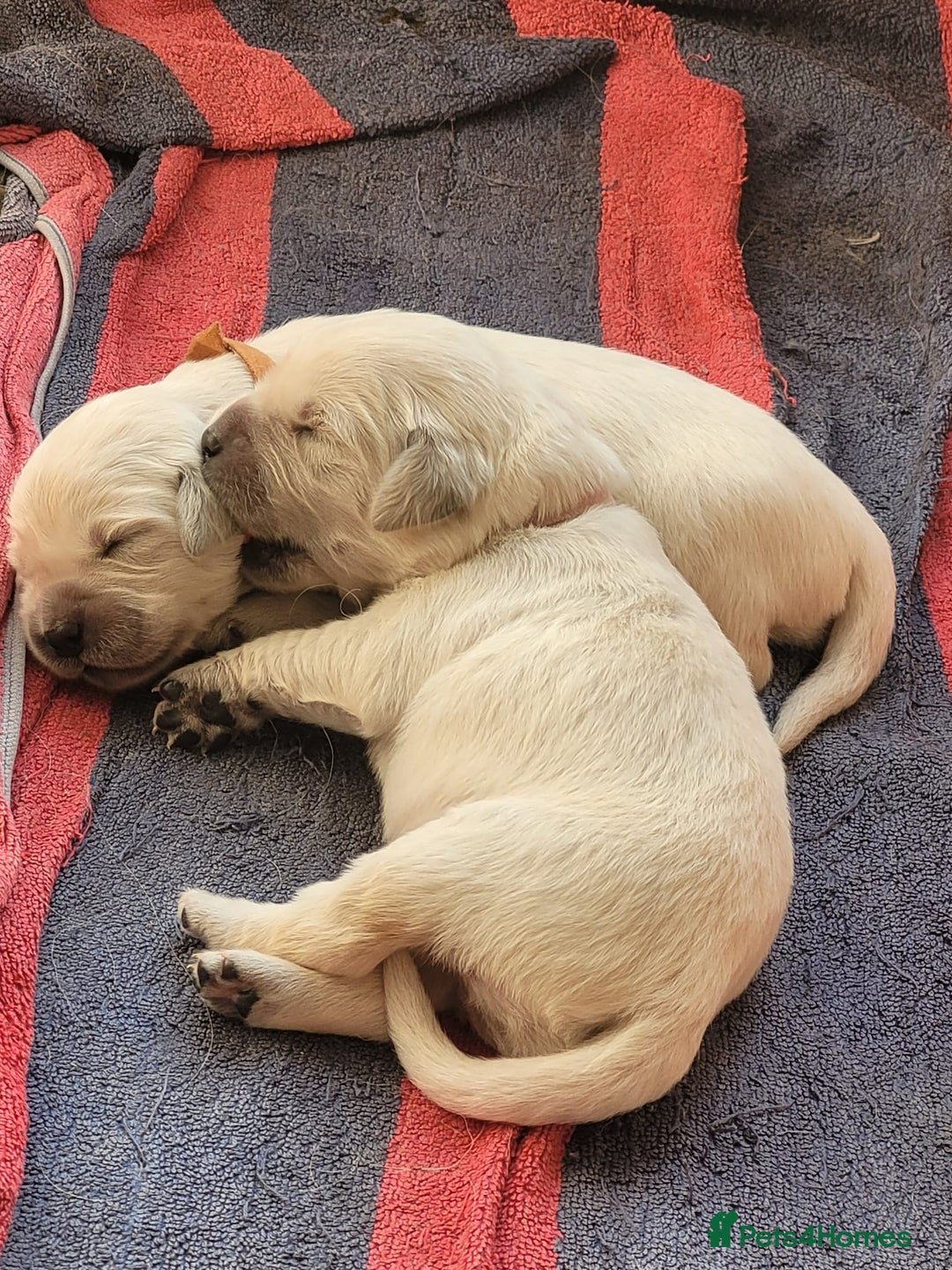 Golden Retriever dogs for sale: Golden Retriever Pups – First Class Homes Wanted - Image 7