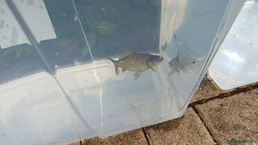 Goldfish fish for sale: Goldfish for sale - Advert 3