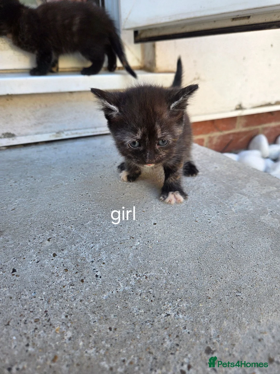 Mixed Breed cats for sale: GORGEOUS MIXED BREED KITTENS - Advert 2