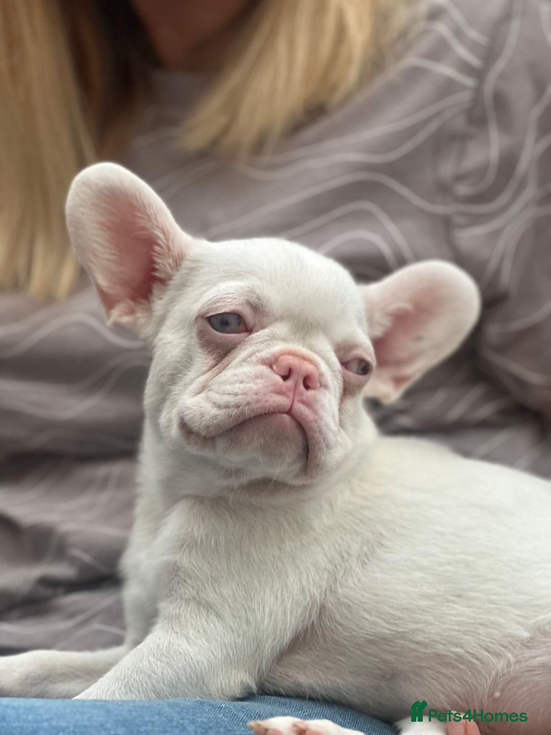 French Bulldog dogs for sale: French bulldog puppies  - Image 24