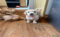 Golden Retriever dogs for sale: Golden Retriever Puppies For Sale - Image 12