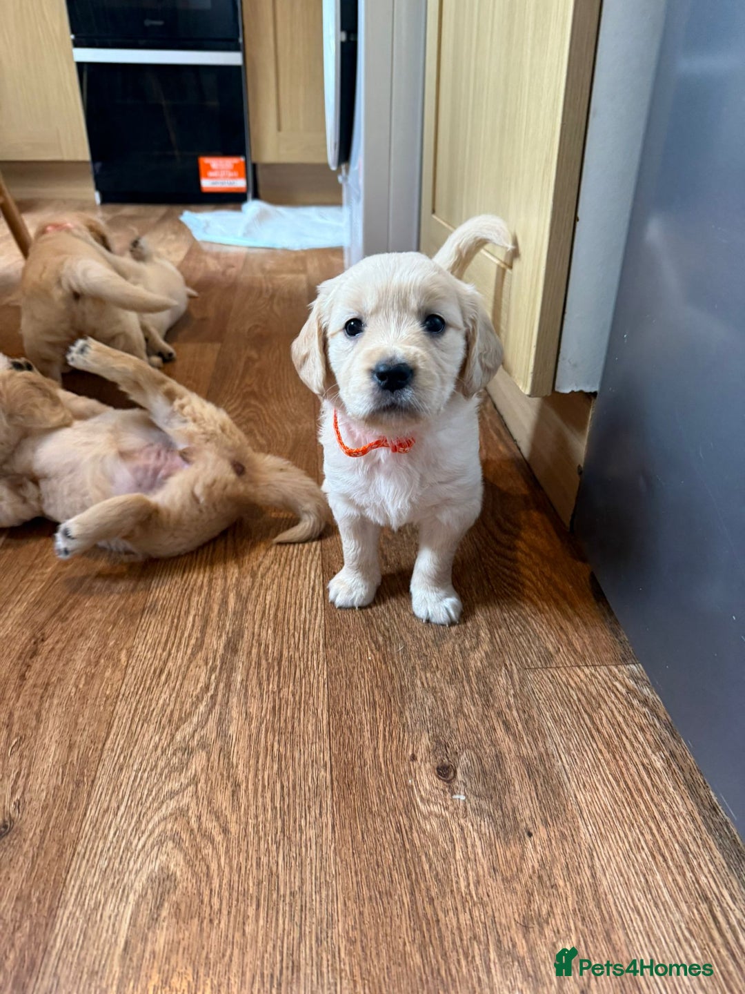 Golden Retriever dogs for sale: Golden Retriever Puppies For Sale - Image 12