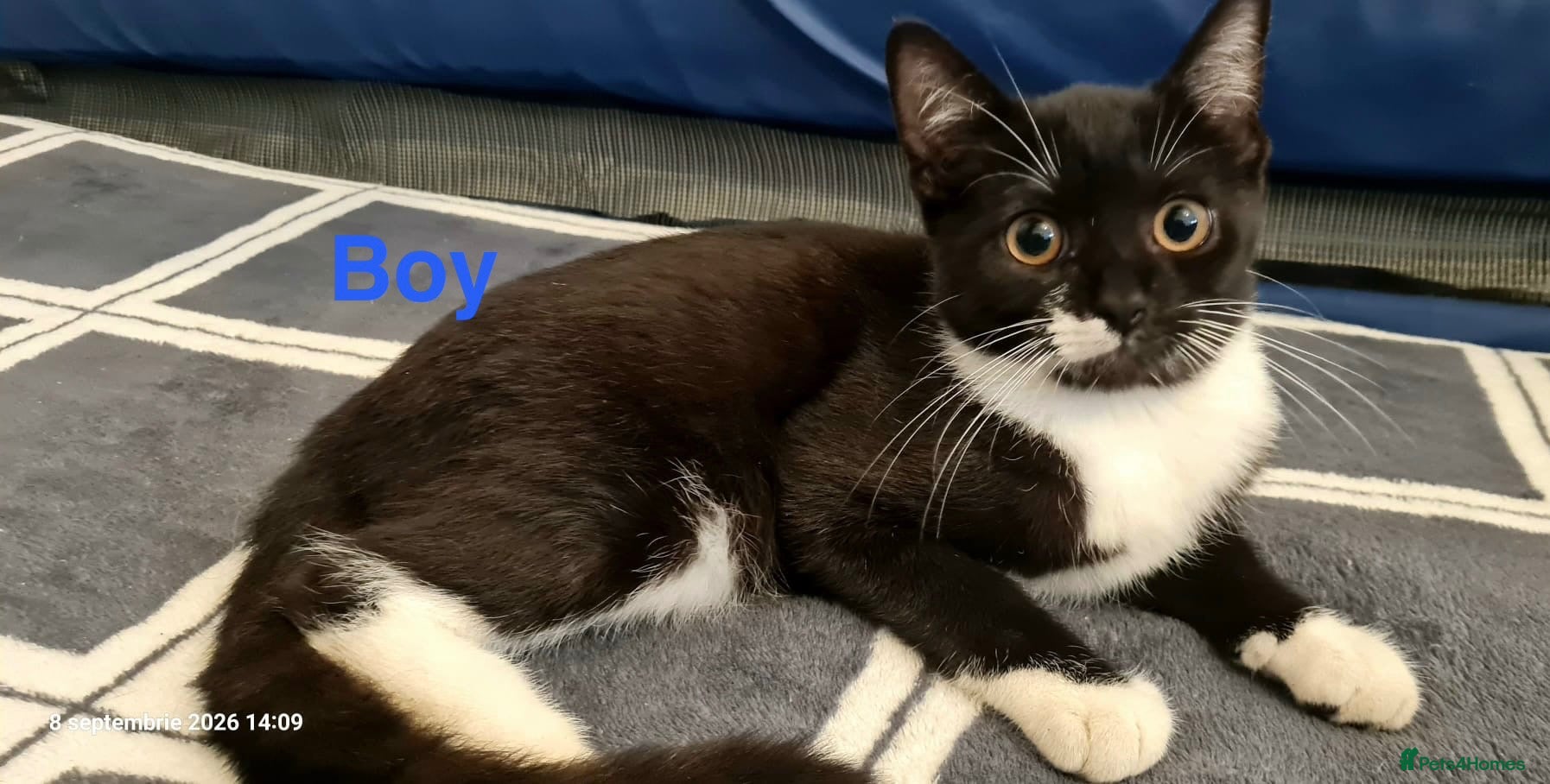 Mixed Breed cats Beautiful Mix Breed Kittens  - Advert 1