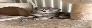 Scottish Fold Kitten 2