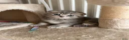 Scottish Fold cats for sale: Scottish Fold girl and British Shorthair boy - Advert 5