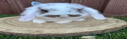 Mini Lop rabbits for sale: Beautiful purebred mini lops ready to reserve  - Advert 13