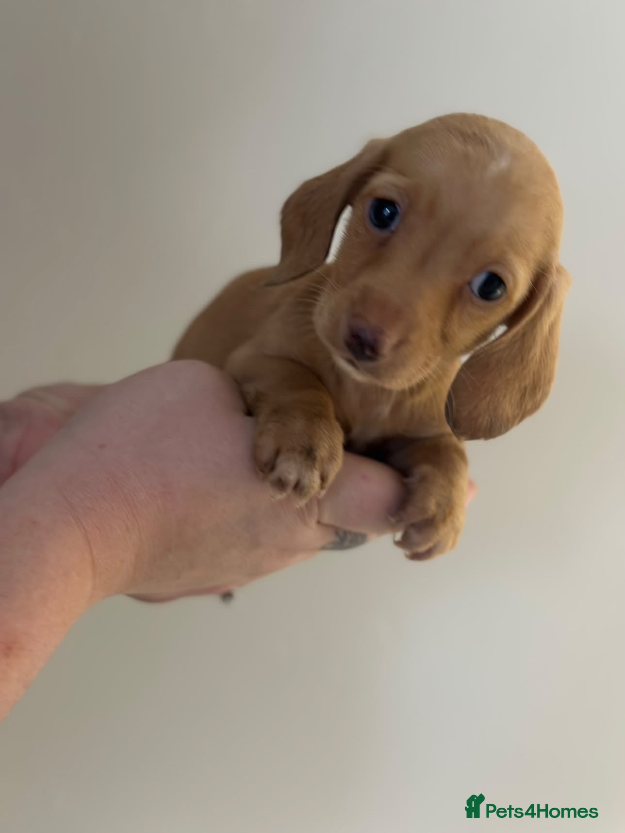 Dachshund dogs Shaded Cream dachshund puppies  - Advert 1