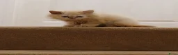Siberian cats for sale: Pure Siberian kittens for sale - Advert 15