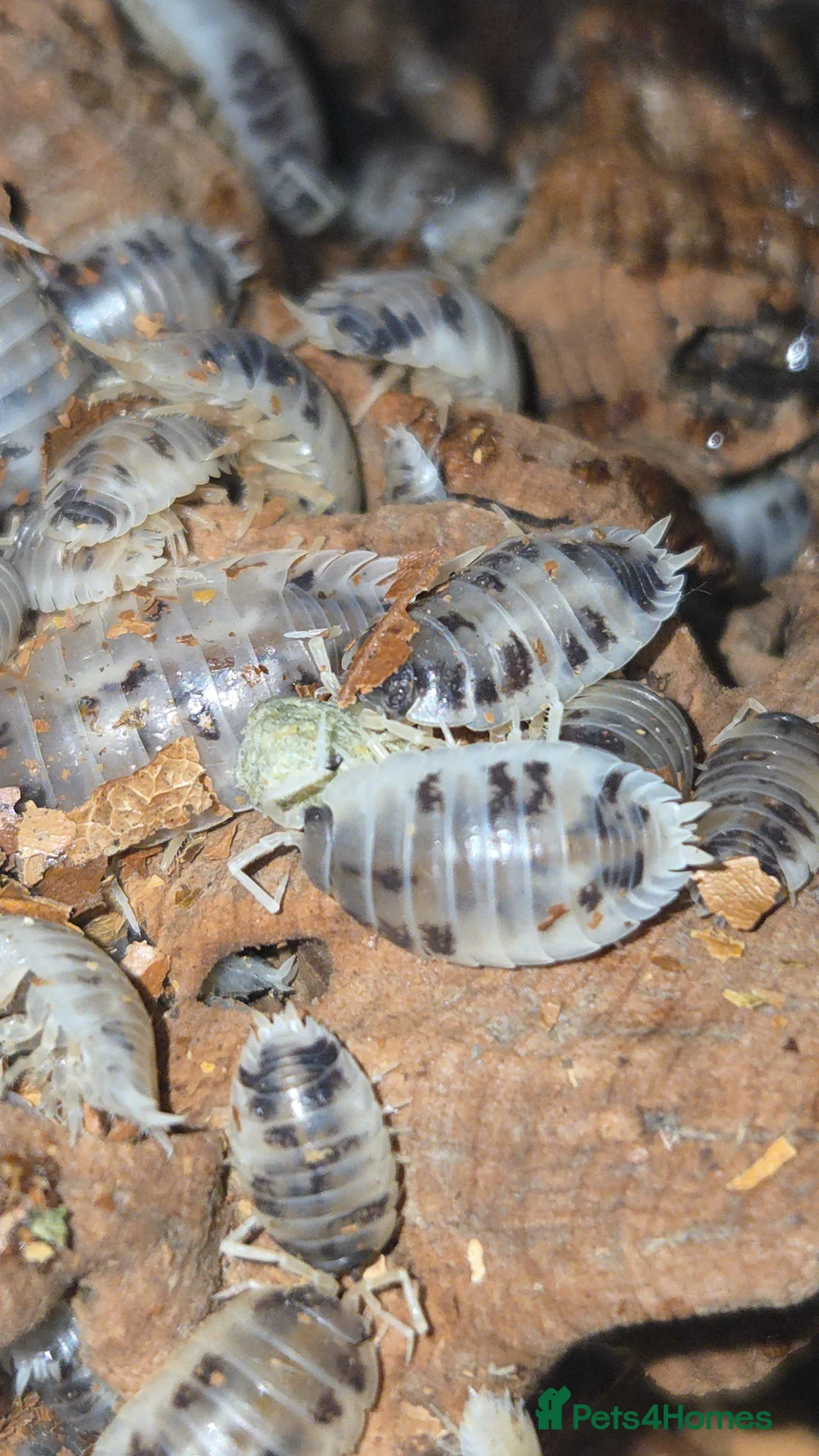 Isopods invertebrates for sale: Various ispods  - Advert 3