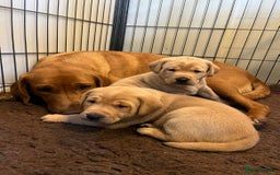 Labrador Retriever dogs for sale: Labrador Retriever Puppies, one male available.  - Image 7