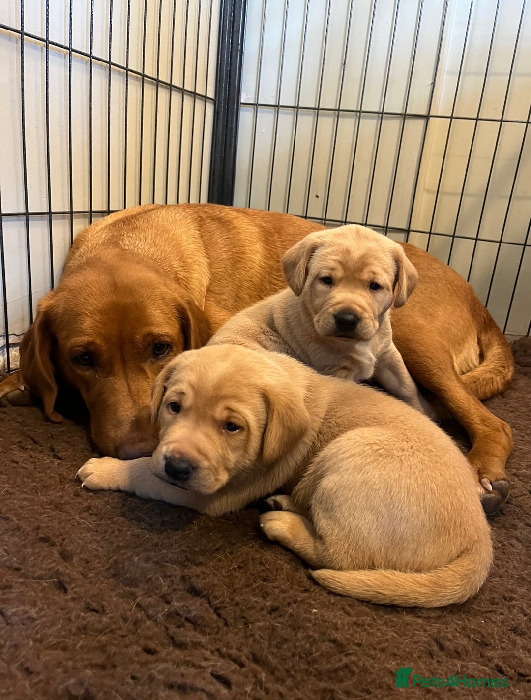 Labrador Retriever dogs for sale: Labrador Retriever Puppies, one male available.  - Image 7