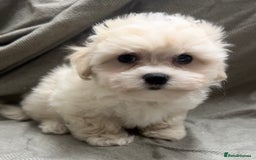 Maltipoo dogs for sale: Only 2 boy left Fully dna tested Maltipoos  - Image 1