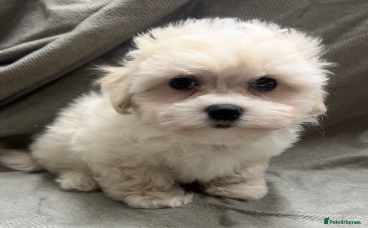 Maltipoo dogs - Advert 10