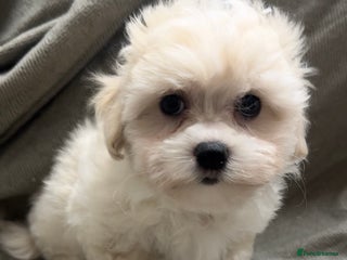Maltipoo dogs - Advert 3