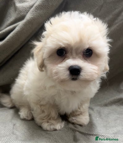 Maltipoo dogs - Advert 10