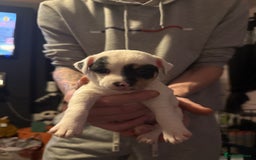 Jack Russell dogs for sale: Amazing jack Russell litter  - Image 8