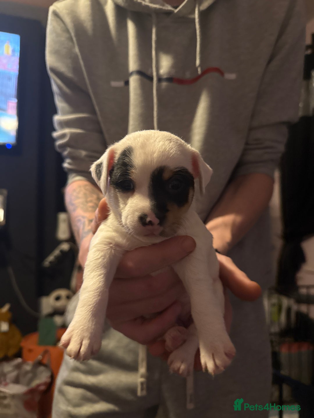 Jack Russell dogs for sale: Amazing jack Russell litter  - Image 8