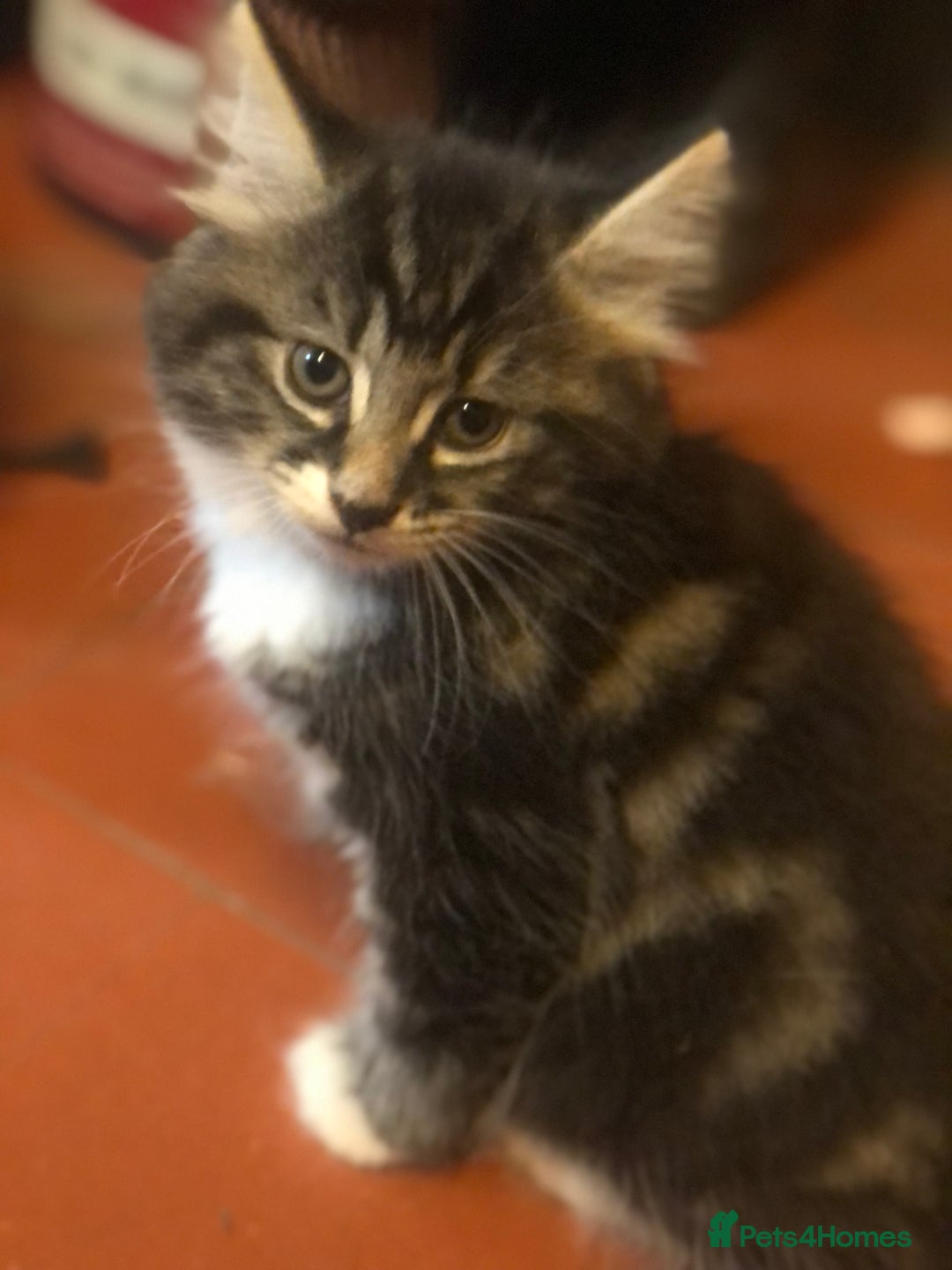 Mixed Breed cats for sale: Rescued feral farm kittens  - Image 16
