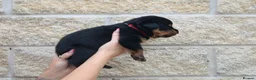 Rottweiler dogs for sale: Rottweiler Puppies  - Advert 3
