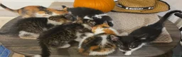 Mixed Breed cats for sale: ​🐾 6 Beautiful Kittens ready to go 💙🩷 - Advert 23