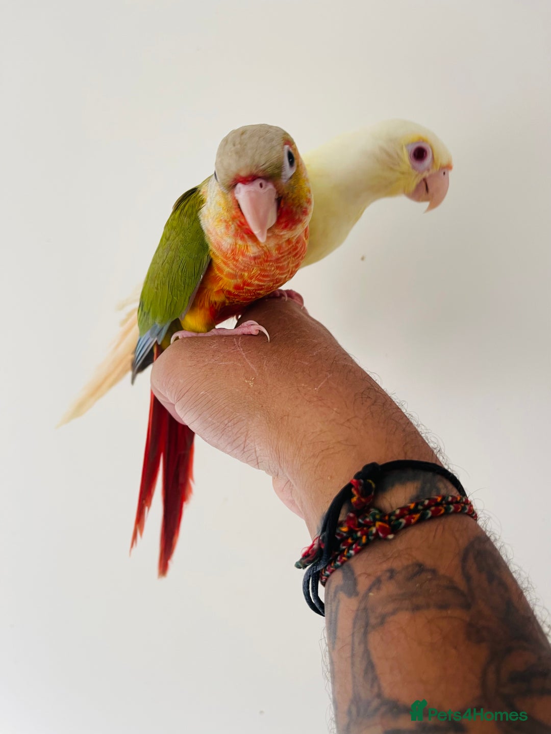 Conures birds for sale: Hand reared conures for sale  - Image 8