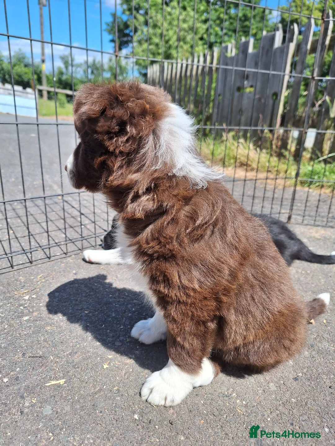 Border Collie dogs for sale: Beautiful fluffy Collie Pups for Sale - Advert 2