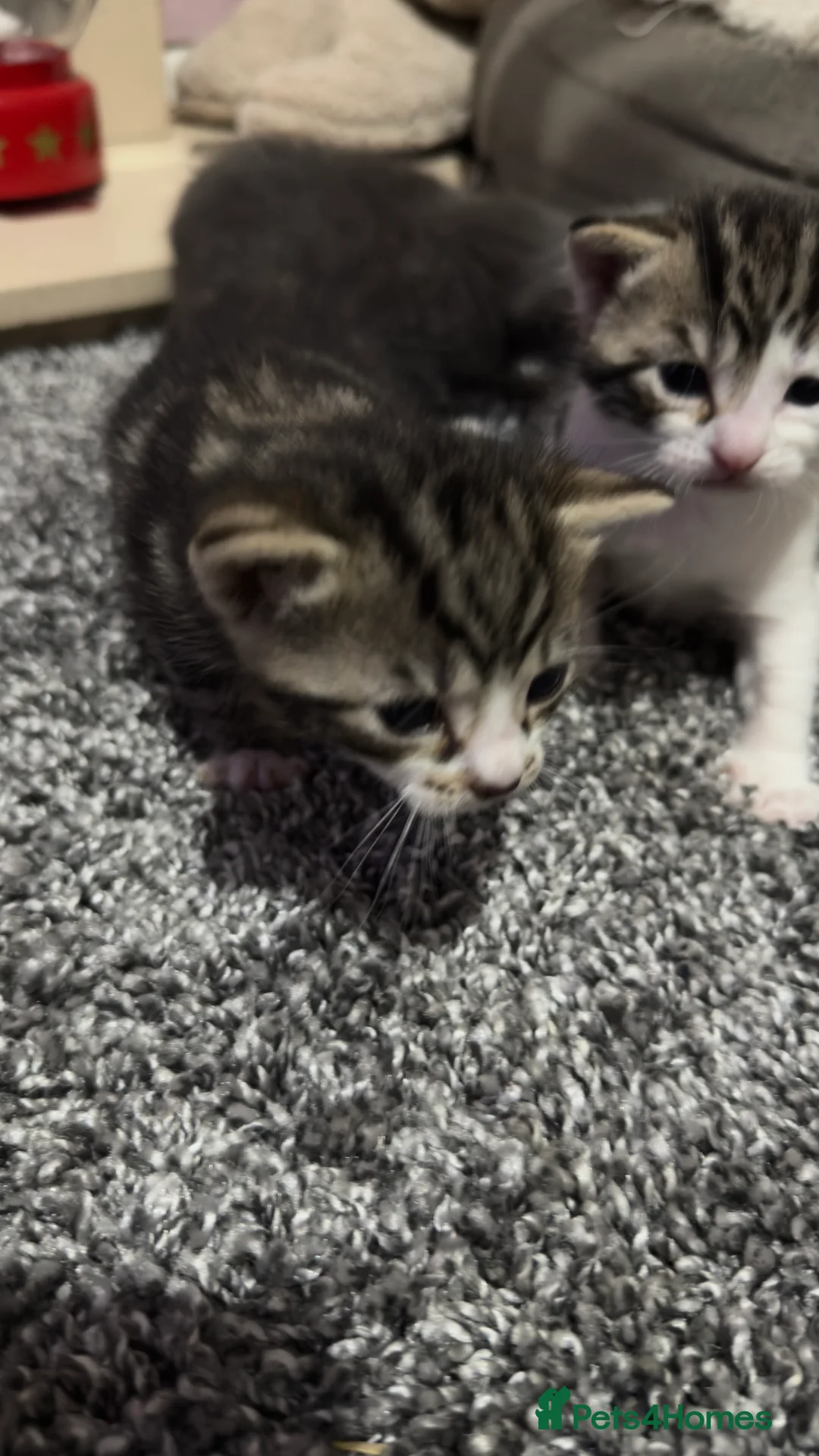 Domestic Shorthair cats for sale: 4 beautiful kittens ready for there forever homes  - Advert 9