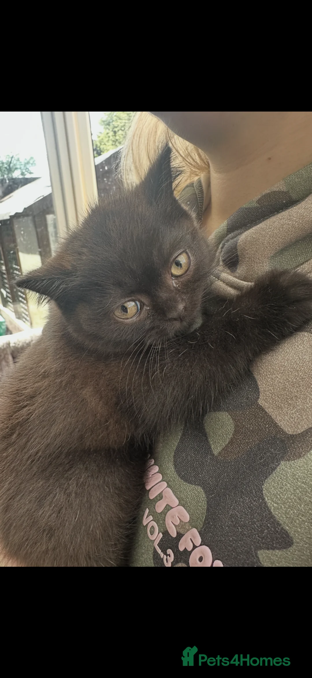 British Shorthair cats for sale: Top pedigree British shorthair kittens last boy !! - Advert 2