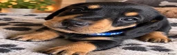Miniature Dachshund dogs for sale: Gorgeous Miniature Sausages 💖  - Advert 8