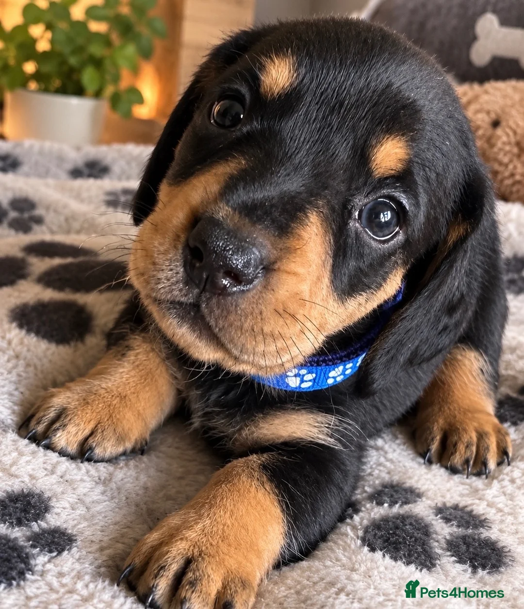 Miniature Dachshund dogs for sale: Gorgeous Miniature Sausages 💖  - Advert 8