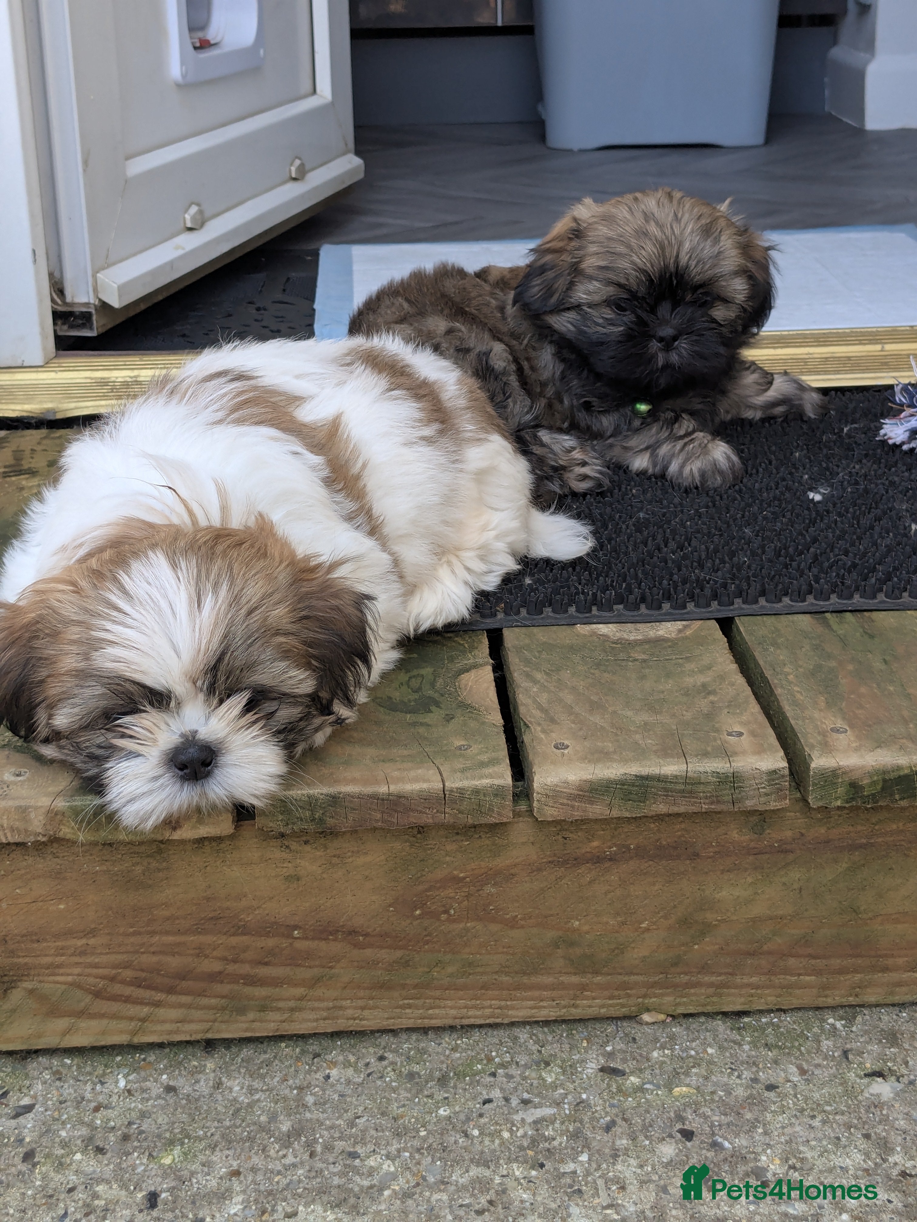 Mixed Breed dogs Beautiful Lhaso Apso cross Shih Tzu pupps for sale - Advert 2