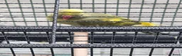 Parrots birds for sale: Beautiful baby ringneck talking parrot - Advert 4