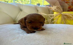 Cockapoo dogs for sale: 4⭐️Licensed F1b Cockapoos Exceptionally Bred - Image 21