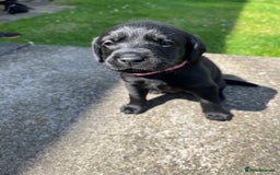 Labrador Retriever dogs for sale: KC Registered Black Labrador Puppies - Image 6