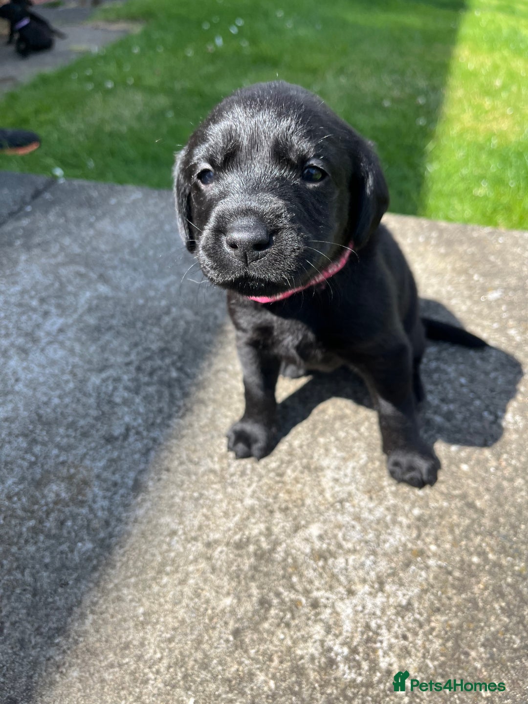 Labrador Retriever dogs for sale: KC Registered Black Labrador Puppies - Image 6